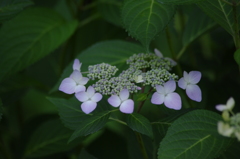 季節到来　2　上野公園