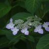 季節到来　2　上野公園