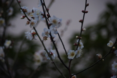 梅