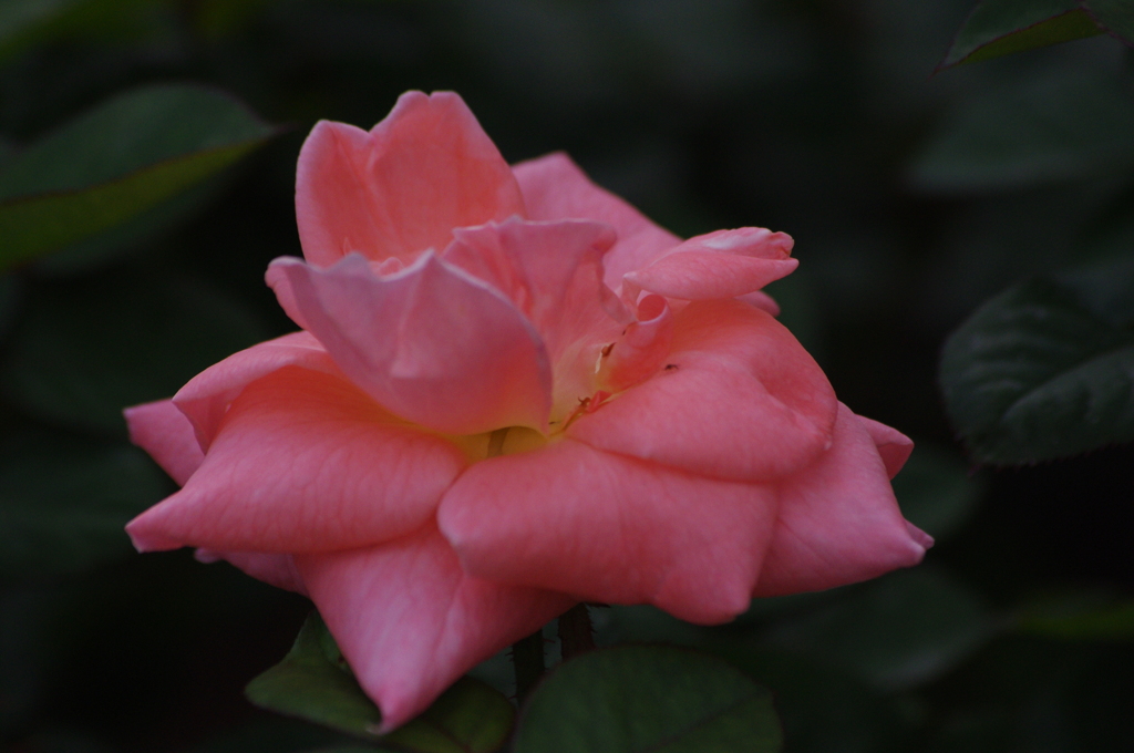 薔薇　16