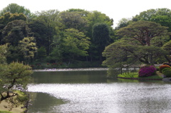 池のある風景　六義園