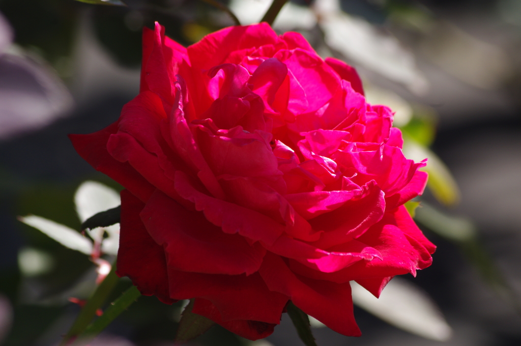 薔薇　29