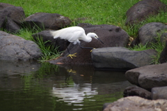 シラサギ　1　旧浜離宮庭園　９月