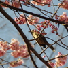 オオカンザクラと鳥　