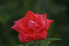 薔薇　2　ザ・プリンスパークタワー東京　7月末