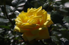 薔薇　2