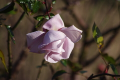 ２月の薔薇　日比谷公園