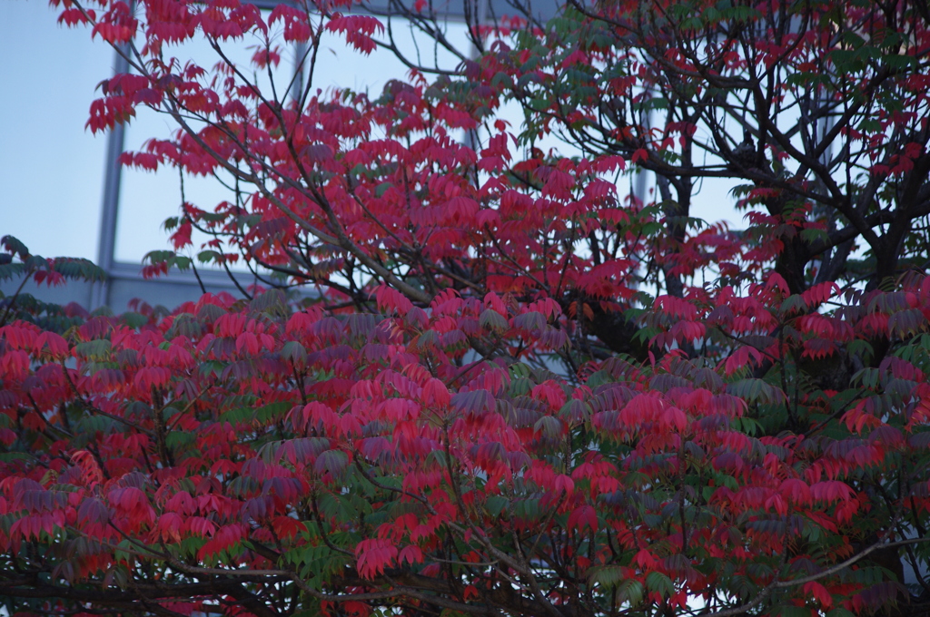 紅葉　3