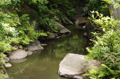 河　旧古河庭園　8月