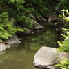 河　旧古河庭園　8月