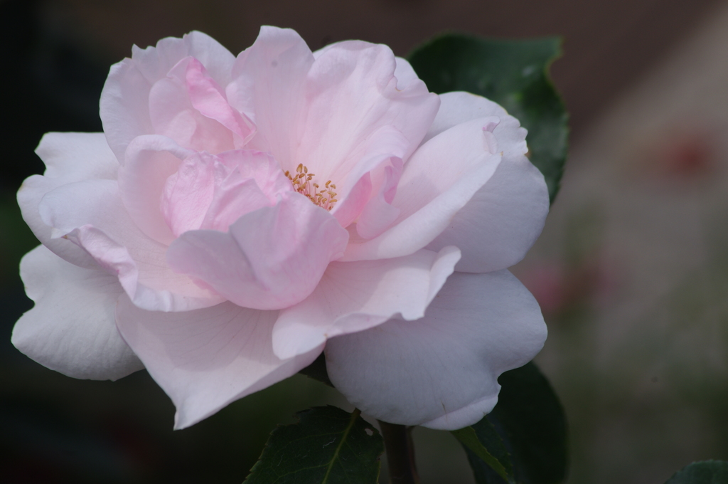 薔薇　山下公園　５