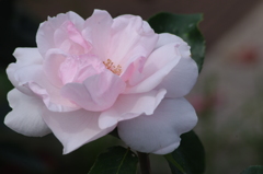 薔薇　山下公園　５