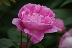 薔薇　13　港が見える丘公園　5月