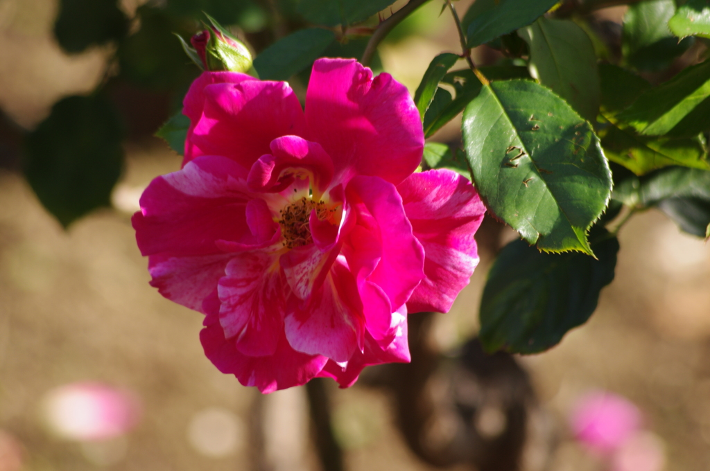 薔薇　8