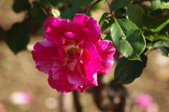 薔薇　8