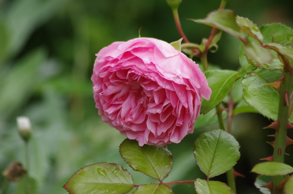 薔薇　2