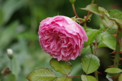 薔薇　2