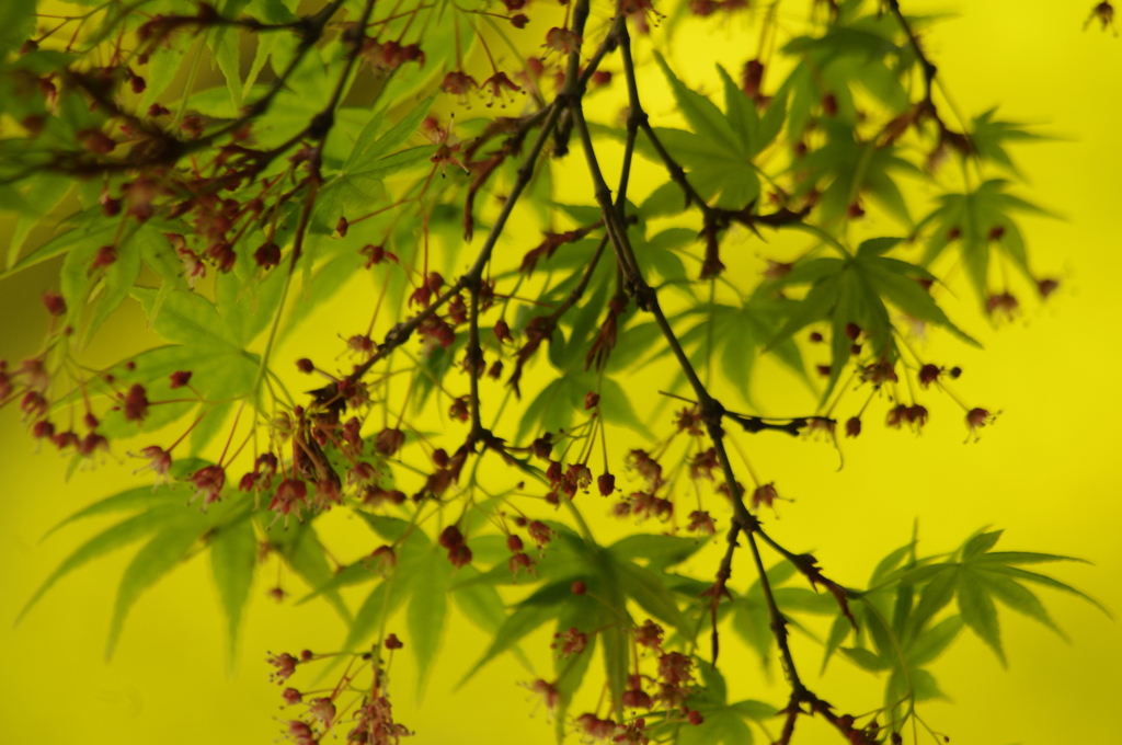 青春の匂い　緑モミジ