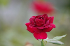 薔薇　1