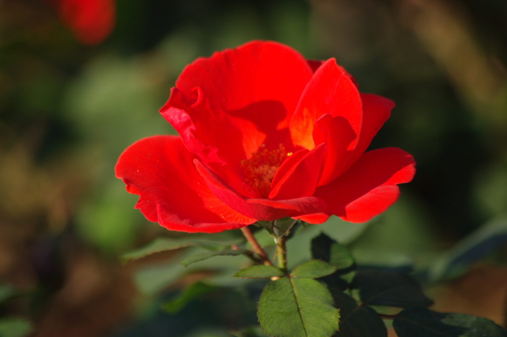 薔薇　19