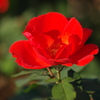 薔薇　19