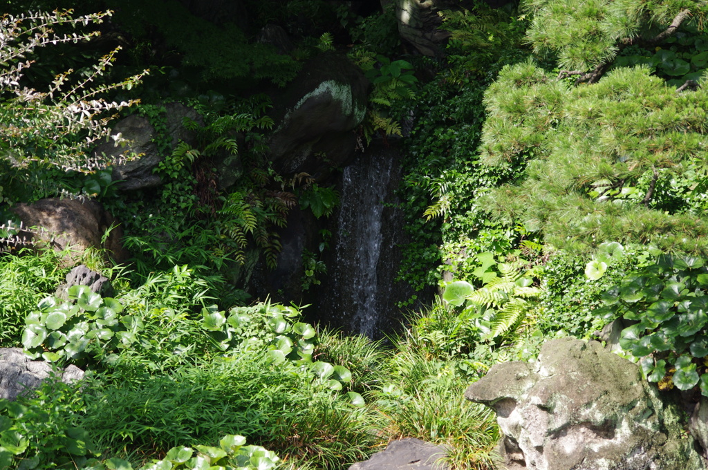 涼を誘う滝　皇居東御苑