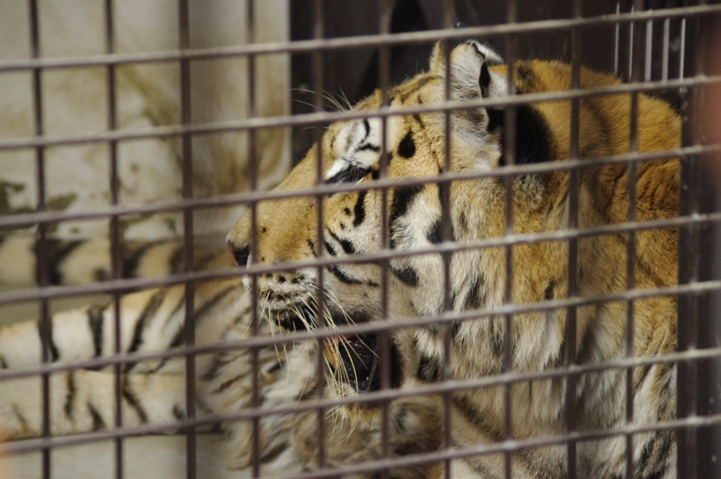 虎　野毛山動物園