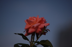 薔薇　17