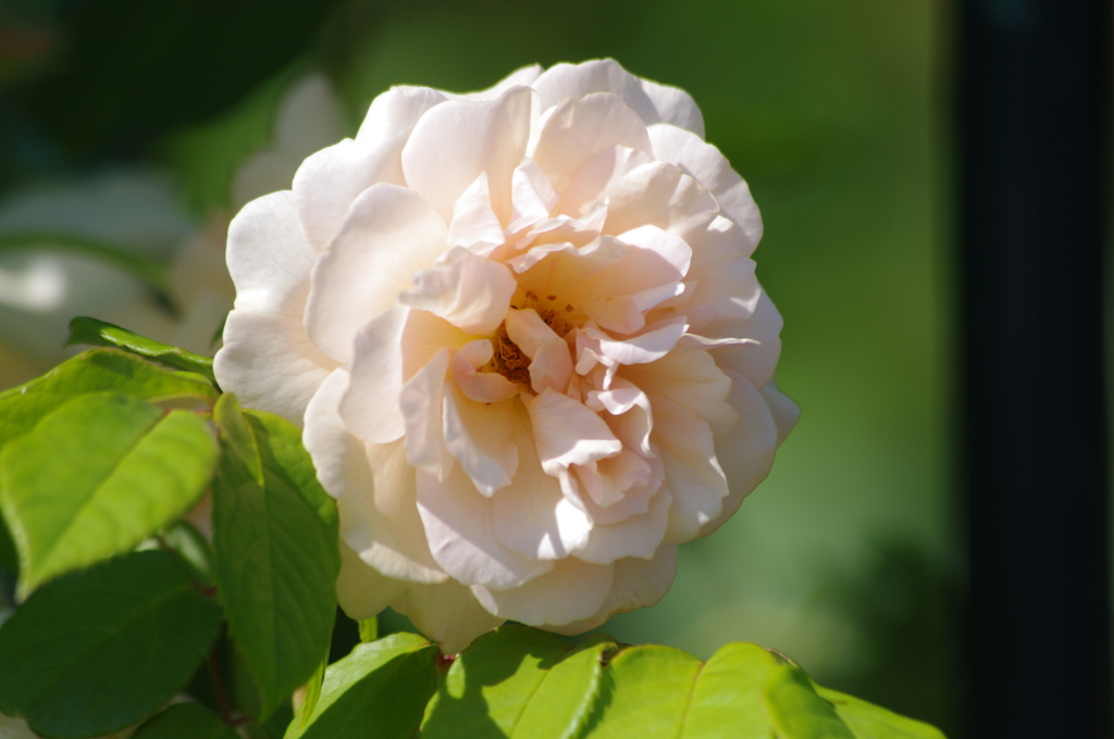 ザ・プリンスパークタワー東京　薔薇　2