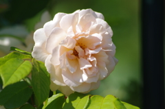 ザ・プリンスパークタワー東京　薔薇　2