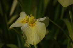 花菖蒲　5