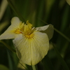 花菖蒲　5