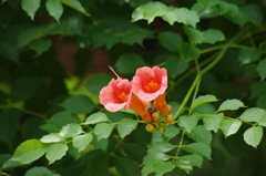 ノーゼンカヅラ