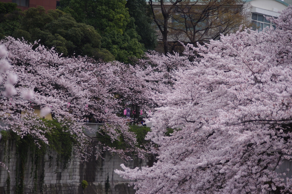 桜　神田川　8