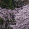 桜　神田川　8