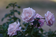 薔薇　2