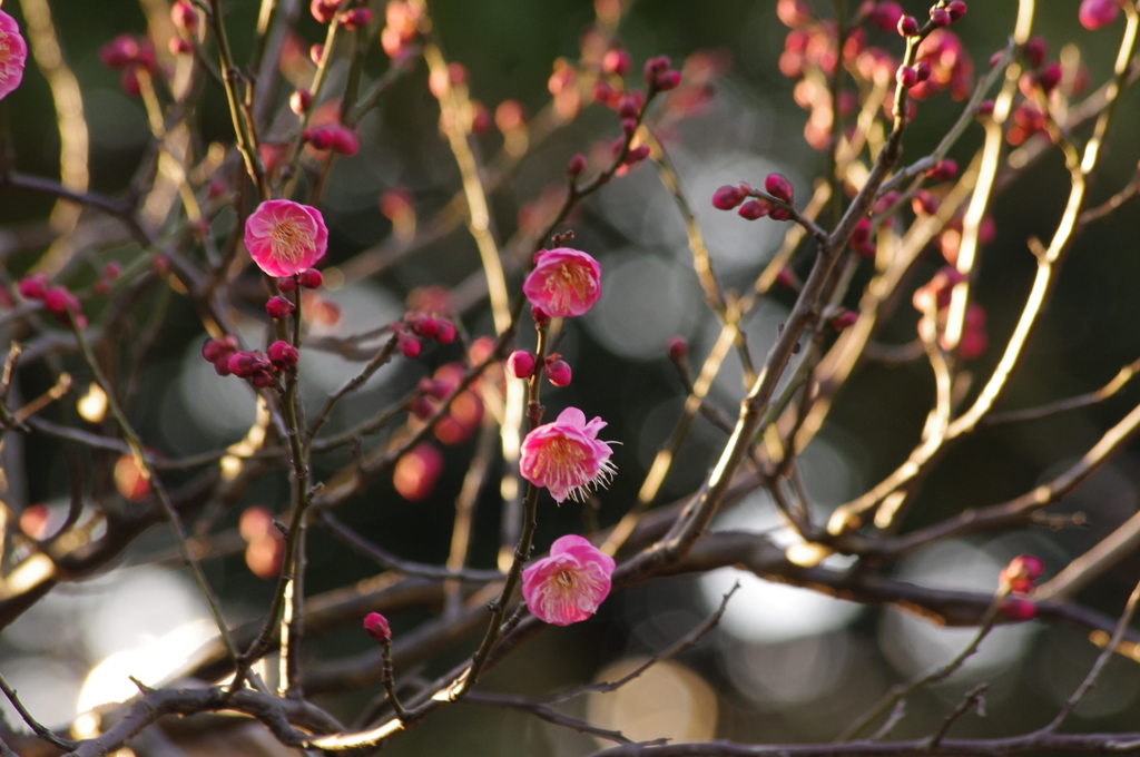 紅梅　旧芝離宮庭園　１月下旬