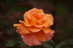 薔薇　6　代々木公園　６月