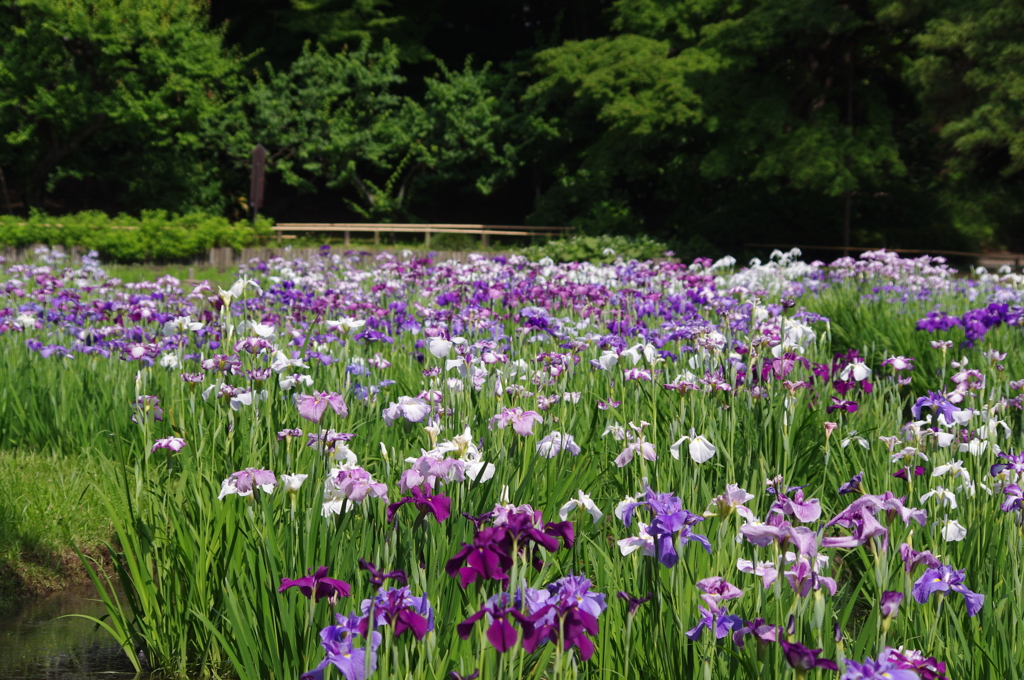 小石川後楽園　ハナショウブ園　9