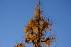 イチョウ　１２月中旬　日比谷公園　1
