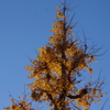 イチョウ　１２月中旬　日比谷公園　1