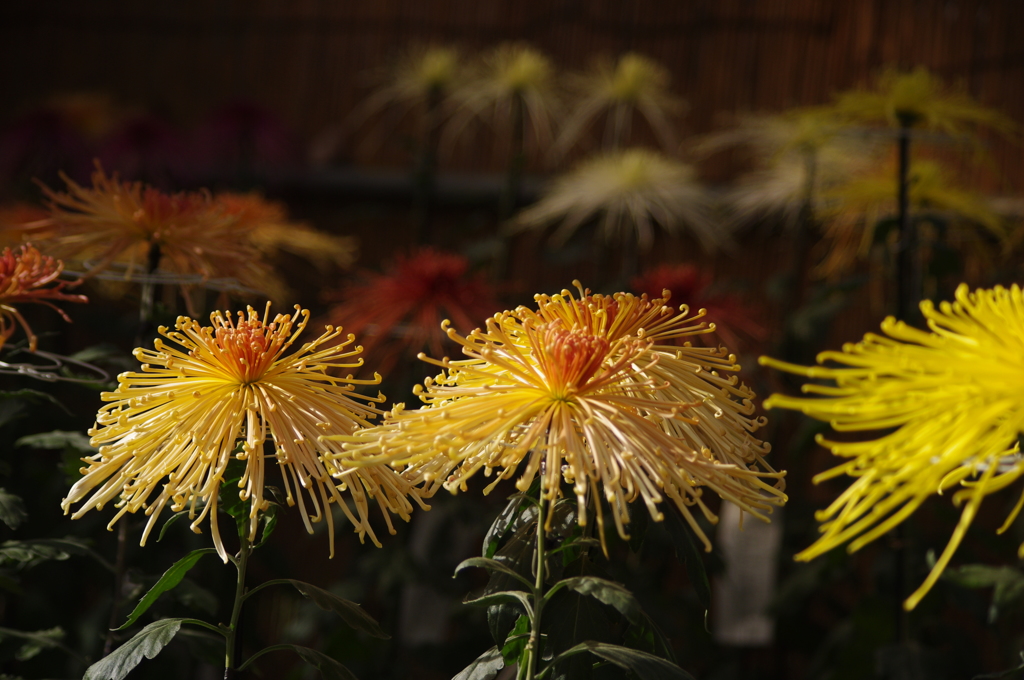 菊　5