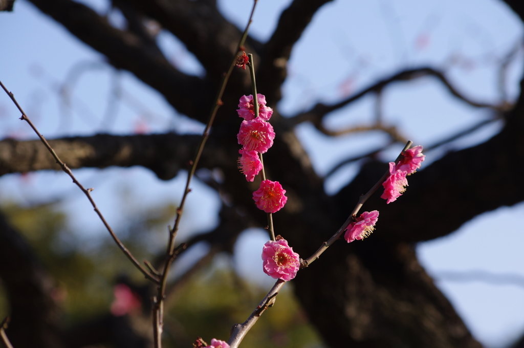 紅梅　1