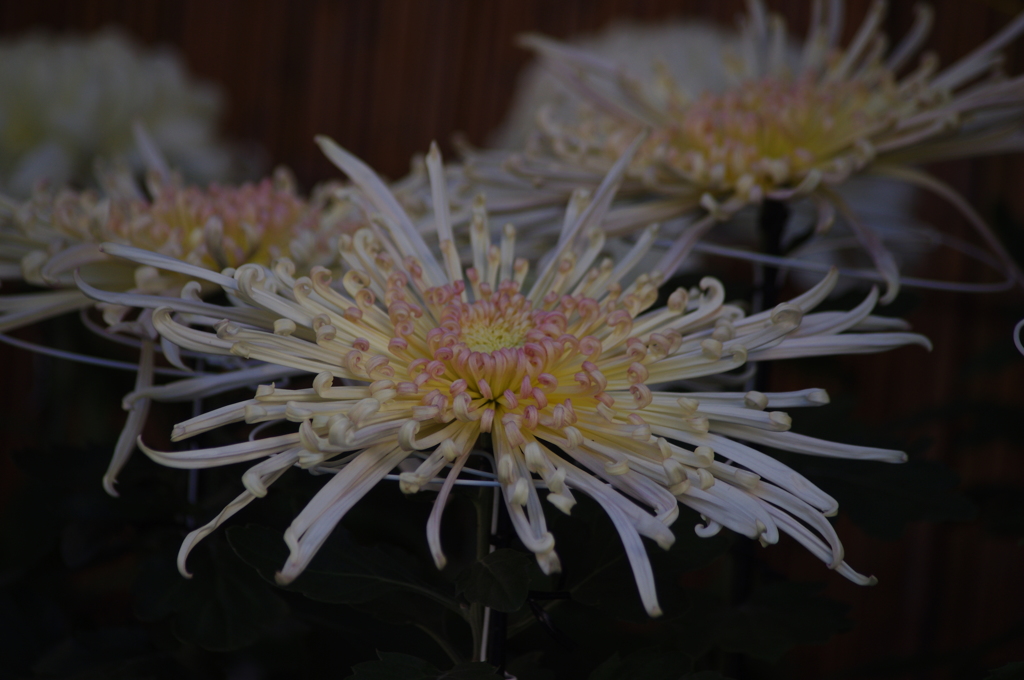 菊　6