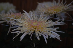 菊　6