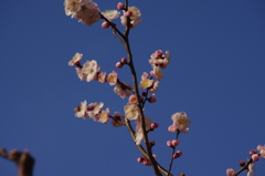 梅　2