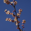 梅　2