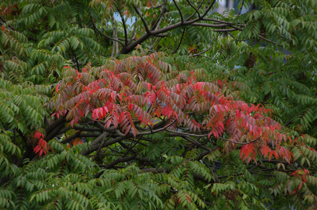 ハゼの紅葉