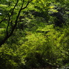 庭園風景　4　森