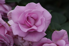 薔薇　6　山下公園　5月